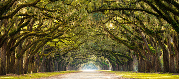 A stunning, long path lined with ancient live oak trees draped in spanish moss in the warm, late afternoon in Georgia.