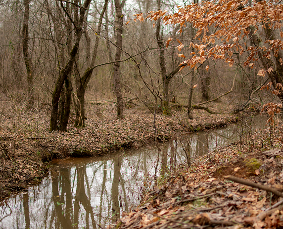 Wetlands Preserve in Douglasville - cheap car insurance in Georgia.