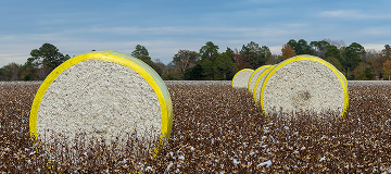 Shrink wrapped cotton bales on a fall afternoon are ready for pickup on a cotton field near Statesboro - cheap car insurance in Georgia.