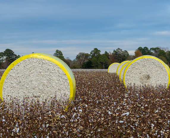 Shrink wrapped cotton bales on a fall afternoon are ready for pickup on a cotton field near Statesboro - cheap car insurance in Georgia.