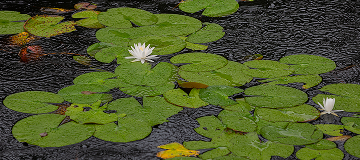 Lily pads in the Okefenokee Swamp Park on a Rainy day. Waycross - cheap car insurance in Georgia.