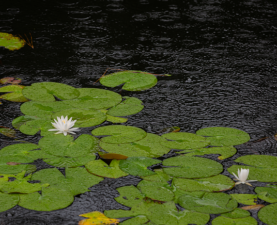 Lily pads in the Okefenokee Swamp Park on a Rainy day. Waycross - cheap car insurance in Georgia.