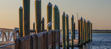 A heron looks seaward in this shot taken off a dock at St. Marys, Georgia.