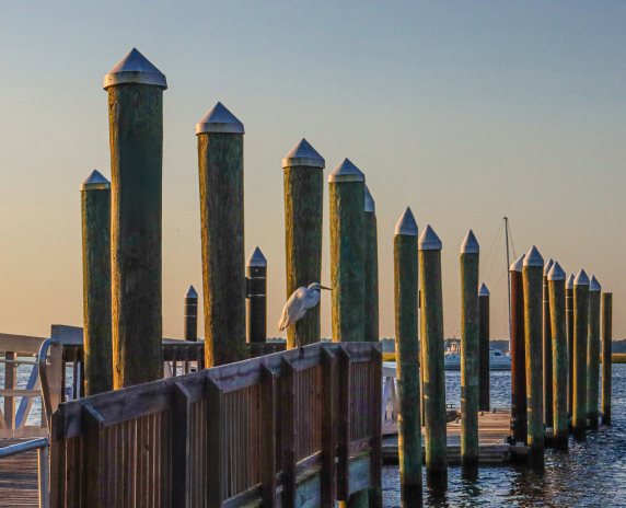 A heron looks seaward in this shot taken off a dock at St. Marys, Georgia.