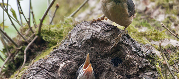 Small bird perched at a tree nest feeding chicks, representing local wildlife in Peachtree, Georgia