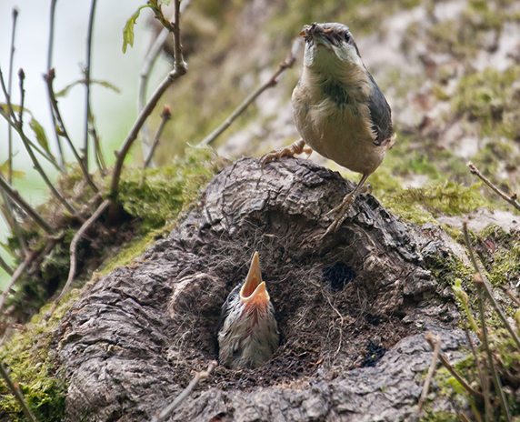 Small bird perched at a tree nest feeding chicks, representing local wildlife in Peachtree, Georgia