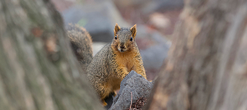 Close-Up Portrait Of Squirrel On Tree Trunk, Union City, United States