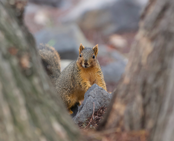 Close-Up Portrait Of Squirrel On Tree Trunk, Union City, United States