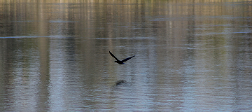 Martinez, Georgia/USA - 01/30/2020: Birds flying over the Savannah Rapids