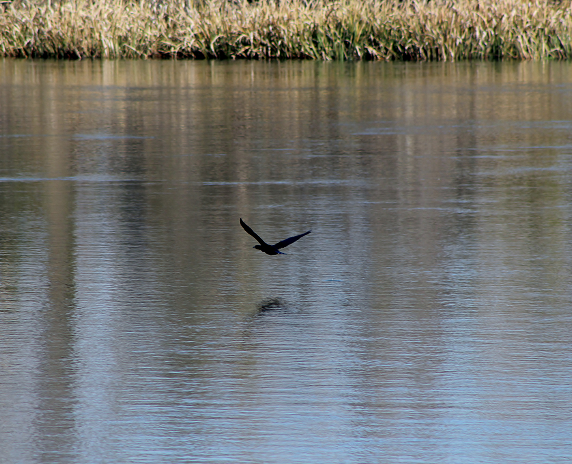 Martinez, Georgia/USA - 01/30/2020: Birds flying over the Savannah Rapids