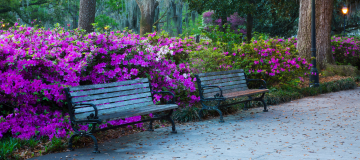 Georgia, near Holly Springs: Azaleas in the spring at Forsyth Park. Cheap car insurance in Georgia.