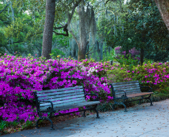 Georgia, near Holly Springs: Azaleas in the spring at Forsyth Park. Cheap car insurance in Georgia.