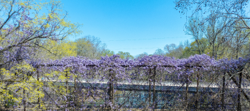 A scenic creek flows beneath a bridge covered in purple flowering vines, surrounded by spring trees under a bright blue sky in Braselton, Georgia. Cheap car insurance in Georgia.