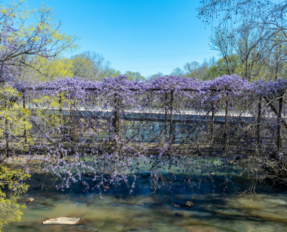 A scenic creek flows beneath a bridge covered in purple flowering vines, surrounded by spring trees under a bright blue sky in Braselton, Georgia. Cheap car insurance in Georgia.